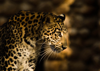 Fototapeta na wymiar Eye of a Leopard
