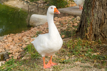 goose, anatide in the foreground on the lake