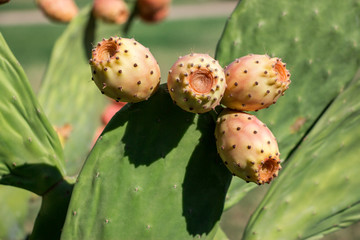 Growing fruits of prickly pear cactus.