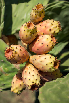 Growing fruits of prickly pear cactus.