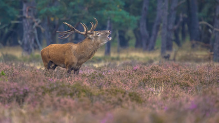 Roaring male Red deer in field of Heather