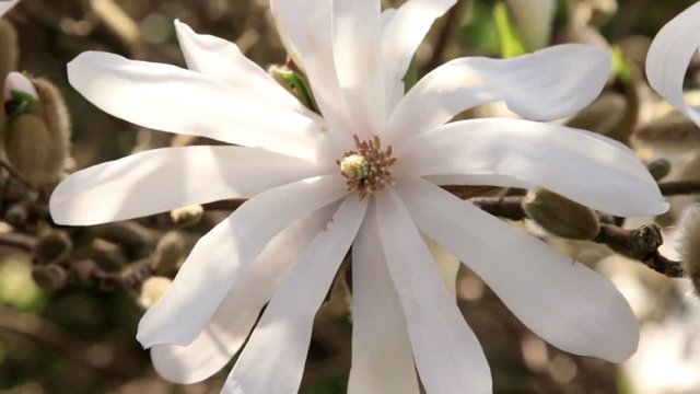 Magnolia stellata flower