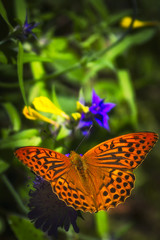 Butterfly close up,Latvian meadow