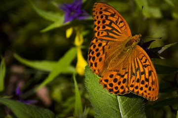 Butterfly close up,Latvian meadow