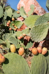 Fruits of prickly pear cactus.