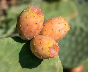 Fruits of prickly pear cactus.