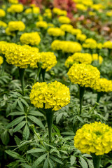 Orangeand yellow Marigold flower