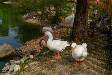 goose, anatide in the foreground on the lake