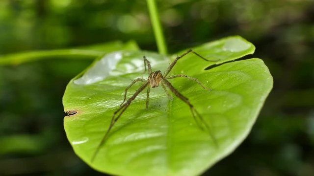 Spider on the leaf in tropical rain forest.