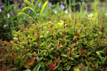 Close up of thyme