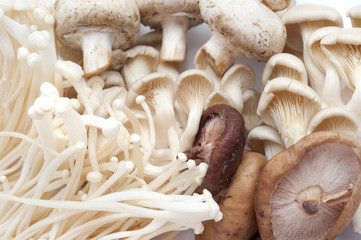 Assorted fresh edible mushrooms
