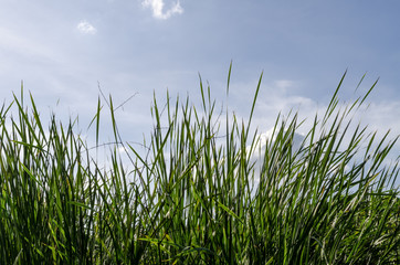 Grass with sky