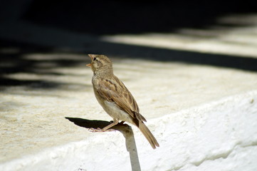 Sparrow singing on a walking.