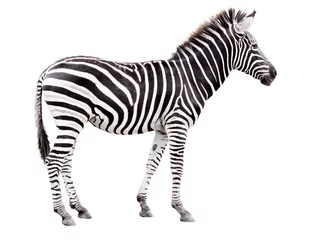 Abwaschbare Fototapete Zebra Junges männliches Zebra isoliert auf weißem Hintergrund