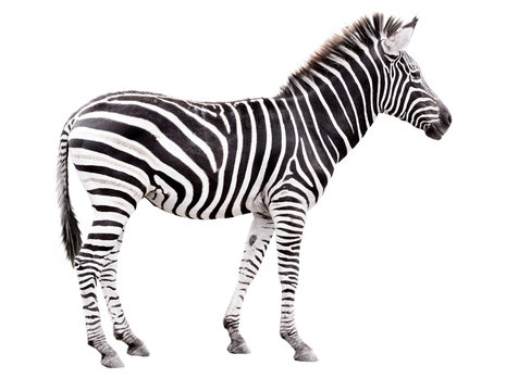 Fototapeta Young male zebra isolated on white background