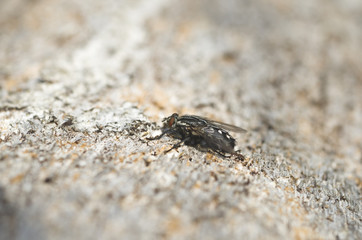 mosca posada