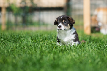 adorable welsh corgi puppy sitting on grass