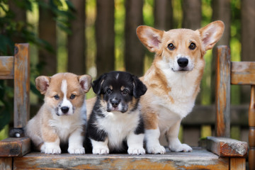 welsh corgi pembroke dog with two puppies © otsphoto