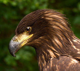 Obraz premium Portrait of a Brown Golden Eagle on a Green Blurry Background