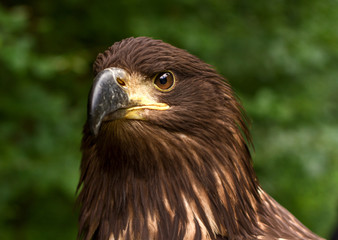 Portrait of a Brown Golden Eagle on a Green Blurry Background
