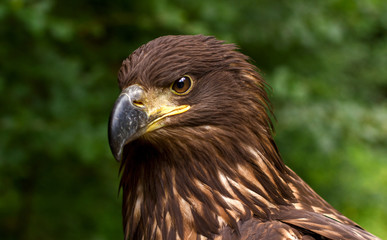 Portrait of a Brown Golden Eagle on a Green Blurry Background
