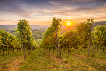 Sonnenuntergang im Sommer im Weinberg