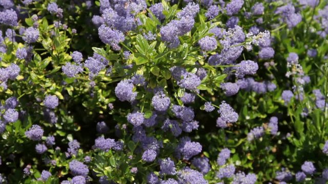 Ceanothus (variety skylark) in flower