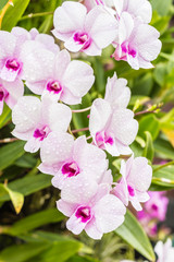 Fototapeta na wymiar Sweet purple orchids.