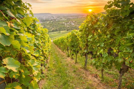 Sonnenuntergang mit Weinreben im Weinberg
