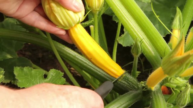 Woman picking yellow courgette or zucchini