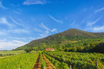 Fototapeta na wymiar grape field in the Alps