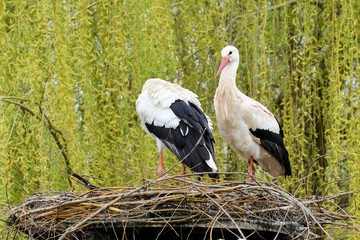 cigognes alsaciennes