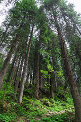 pine trees in the Alps