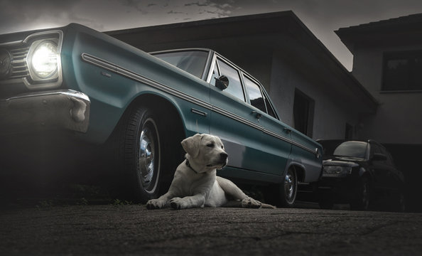 Labrador Dog Puppy Sitting In Front Of A Vintage Car