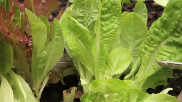Hand picks salad lettuce