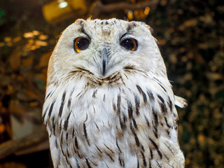 白フクロウ