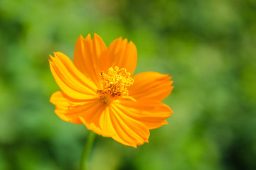 beautiful orange calendula flowers as wallpaper