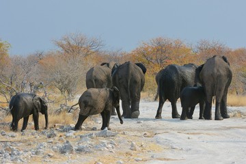 Elefantenherde (Loxodonta africana) im Etosha Nationalpark