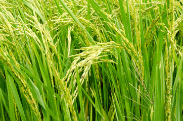 Rice field green grass