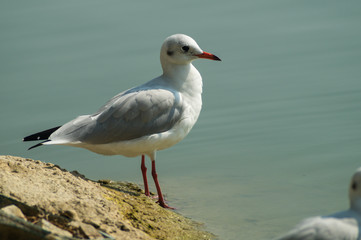Seagull on foreground