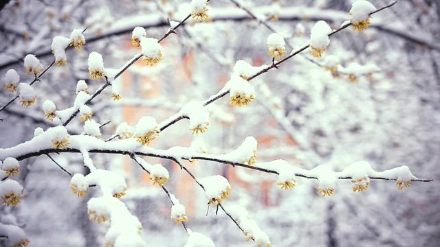 Wintry day in spring. Snow falls on flowers of cornus offcinalis or cornealian cherry or korean cornel dogwood