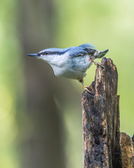 Nuthatch
