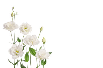 Fototapeta na wymiar Beautiful white eustoma flowers isolated on white background