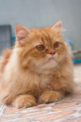 Cute Orange Persian cats