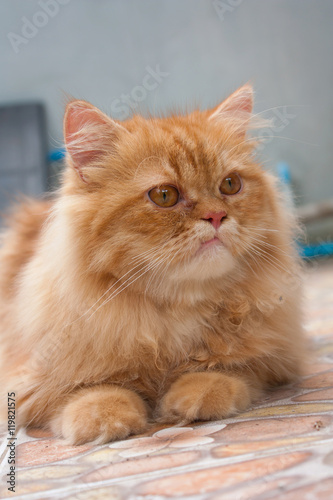 cute orange persian cats stock photo and royaltyfree images on cute orange persian cats stock photo and royaltyfree images on