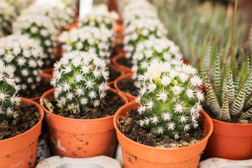 Cactus plant in pot