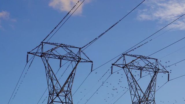 Ravens on electrical wires flock on electric pylon and fly off as hawk flies close
