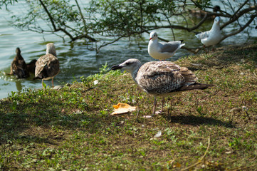 seagulls geese and ducks in the foreground