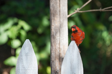 Cardinal bird sitting on white fence