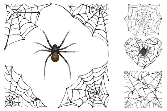 Web and poisonous spider. Set Halloween accessory